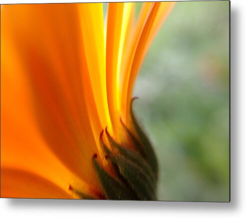 Flower Metal Print featuring the photograph Orange flower #1 by Damijana Cermelj