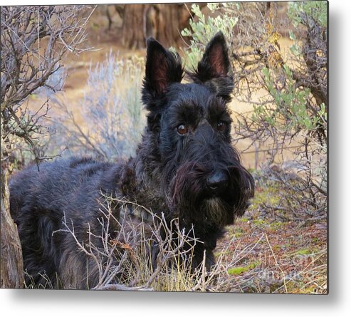 Scottie Metal Print featuring the photograph Always Alert #1 by Michele Penner