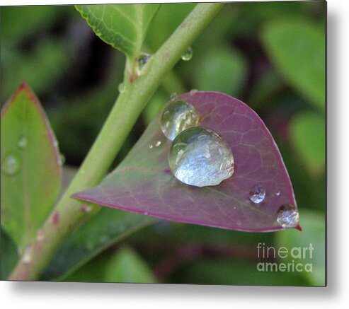 Raindrops Metal Print featuring the photograph Pearls On Leaves 4 by Kim Tran