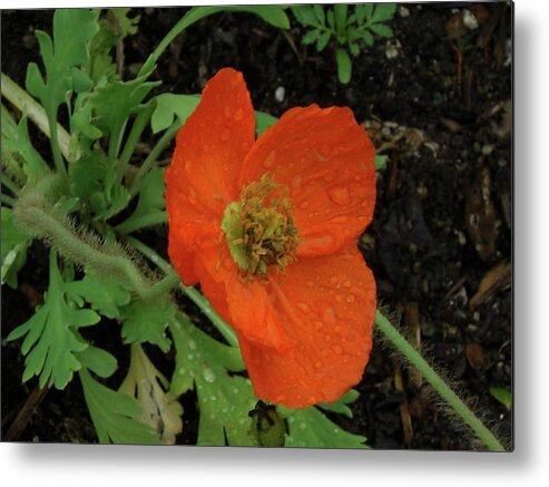 Poppies Metal Print featuring the photograph Poppies #1 by Mark J Dunn