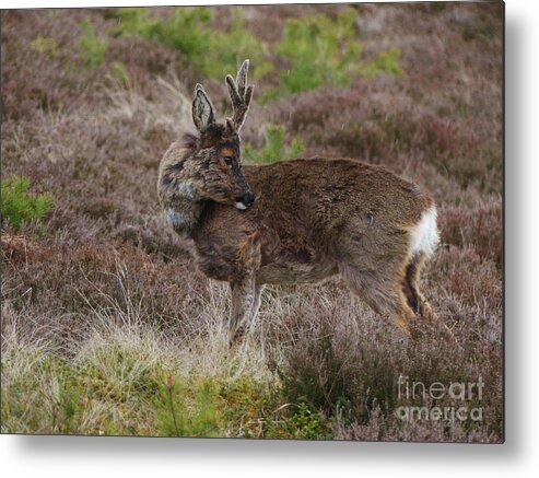 Roe Deer Metal Print featuring the photograph Roe Buck - Spring Moult by Phil Banks