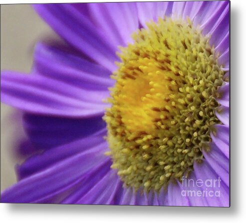 Flower Metal Print featuring the photograph Springtime by Linda Shafer