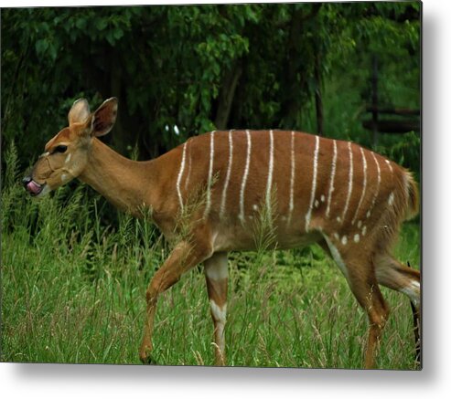 Wildlife Metal Print featuring the photograph Striped Gazelle #1 by Vijay Sharon Govender