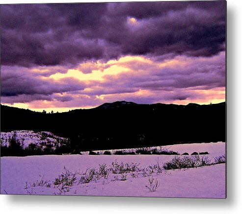  Metal Print featuring the photograph The Color Purple #1 by Elizabeth Tillar