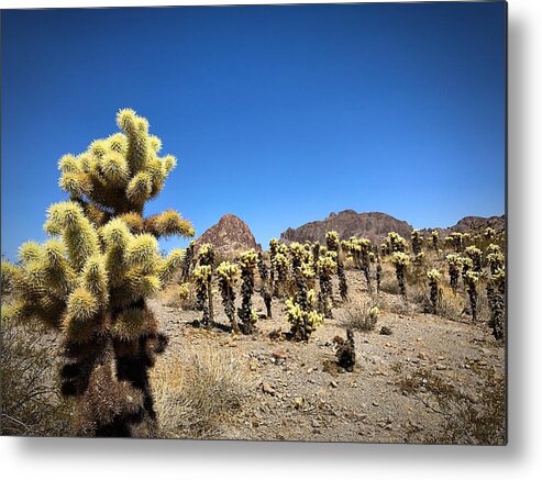 Cactus Metal Print featuring the photograph The Gathering by Brad Hodges