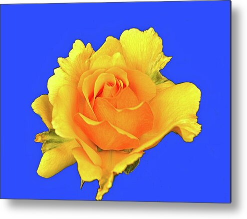 Roses Metal Print featuring the photograph The Rose #1 by Richard Denyer