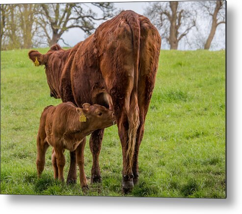 Calke Abbey Metal Print featuring the photograph The Stuff of Life #2 by Nick Bywater