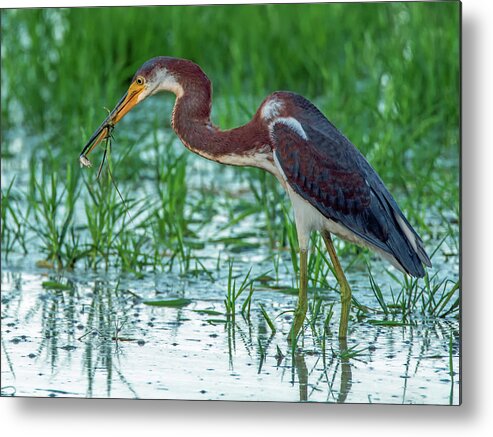 Tricolored Metal Print featuring the photograph Tricolored Heron with Fish #1 by Tam Ryan