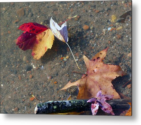 Nature Metal Print featuring the photograph Wet Leaves by Mafalda Cento