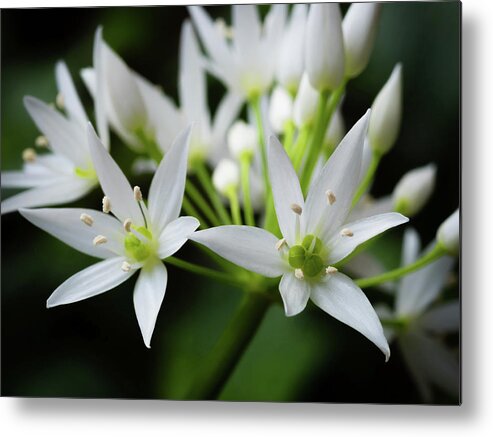 Wild Garlic Metal Print featuring the photograph Wild Garlic #1 by Nick Bywater