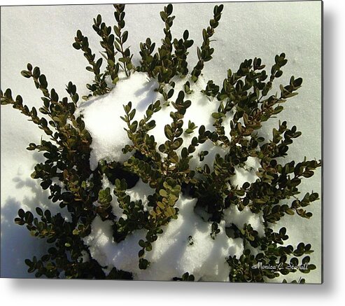 Buy Metal Print featuring the photograph Young Boxwood in Winter #1 by Monica C Stovall