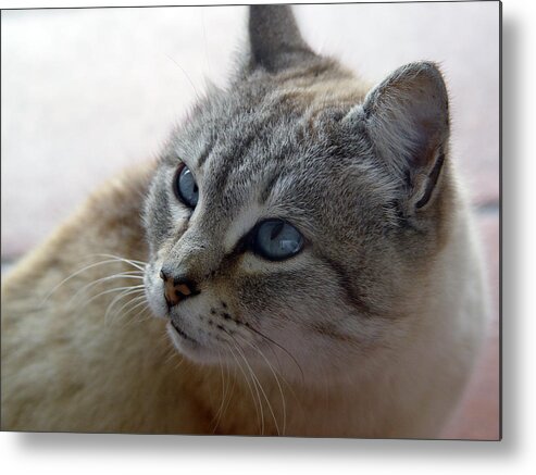 Cat Metal Print featuring the digital art Cat #12 by Maye Loeser