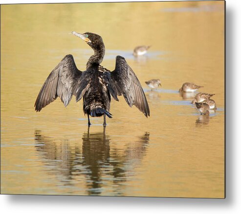 Neotropic Metal Print featuring the photograph Neotropic Cormorant #14 by Tam Ryan