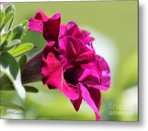 Mccombie Metal Print featuring the photograph Burgundy Double Cascade Petunia #1 by J McCombie