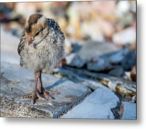 Gambel's Metal Print featuring the photograph Gambel's Quail Chick 9833 #2 by Tam Ryan