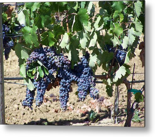 Grapevine Metal Print featuring the photograph Grapevine #1 by Pamela Walrath