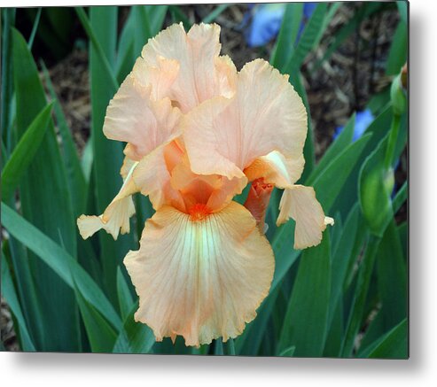 Flower Metal Print featuring the photograph Pink Iris #2 by Greg Boutz