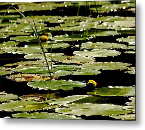 Lily Pads Metal Print featuring the photograph The Shallows #2 by Debbie Oppermann