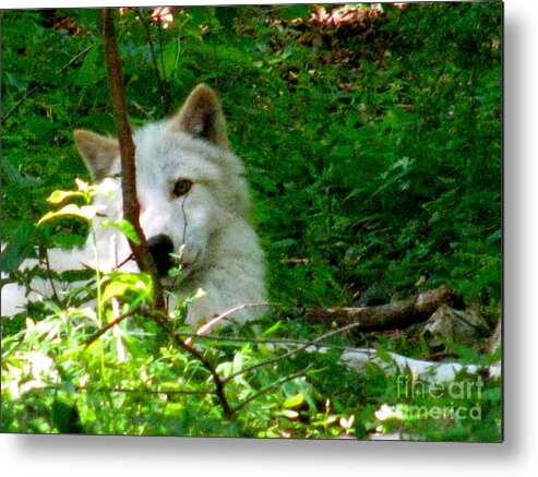 I Found The Shade Metal Print featuring the photograph The Wild Wolve Group B #2 by Debra   Vatalaro