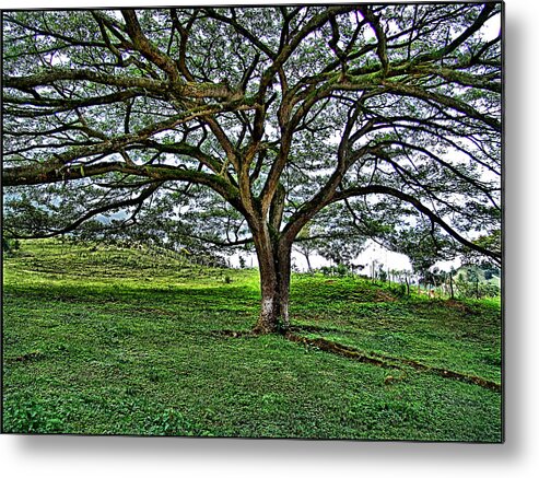  Metal Print featuring the photograph Tree #2 by Galeria Trompiz