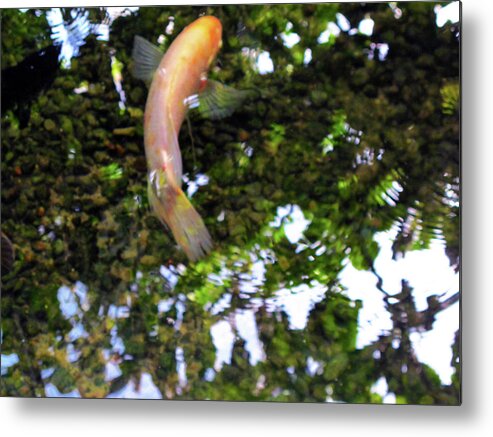 Fish Metal Print featuring the photograph Swedish Coy by Kathy Corday