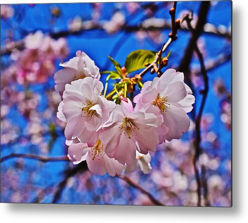 Cherry Blossoms Metal Print featuring the photograph 2015 Early Spring Cherry Blossoms 2 by Janis Senungetuk