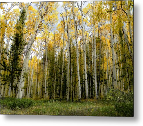 Trees Metal Print featuring the photograph 2423 by Peter Holme III