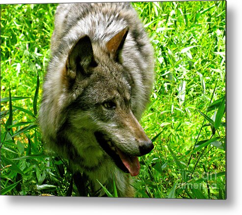 Wild Wolves Group A Metal Print featuring the photograph The Wild Wolve Group A #3 by Debra   Vatalaro