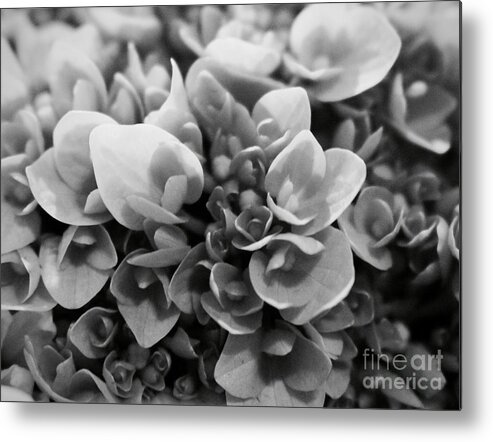 Black And White Flowers Metal Print featuring the photograph Flowers by Deena Withycombe