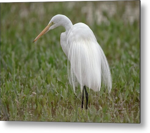 Great Metal Print featuring the photograph Great Egret #36 by Tam Ryan