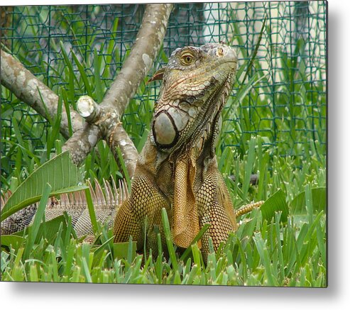 Dragon Metal Print featuring the photograph Iguana by Carl Moore