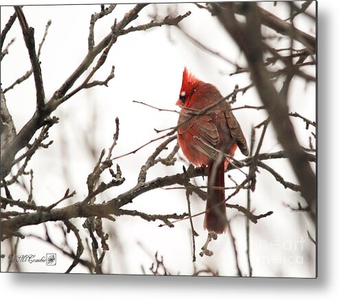Mccombie Metal Print featuring the photograph Male Northern Cardinal in Winter #5 by J McCombie