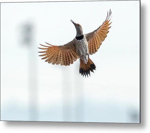 Gilded Metal Print featuring the photograph Gilded Flicker by Tam Ryan