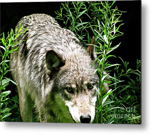 Wild Wolves Group A Metal Print featuring the photograph The Wild Wolve Group A #5 by Debra   Vatalaro