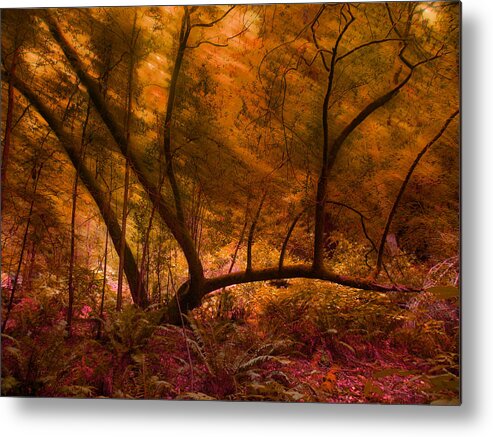 Trees Metal Print featuring the photograph 4136 by Peter Holme III