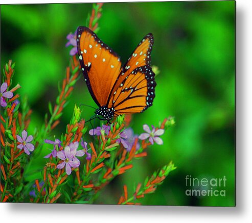 Viceroy Butterfly Metal Print featuring the photograph 56- Viceroy Butterfly by Joseph Keane