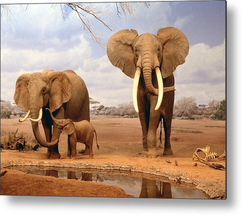 Elephant Metal Print featuring the photograph Elephant #6 by Jackie Russo