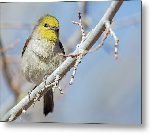 Verdin Metal Print featuring the photograph Verdin #6 by Tam Ryan