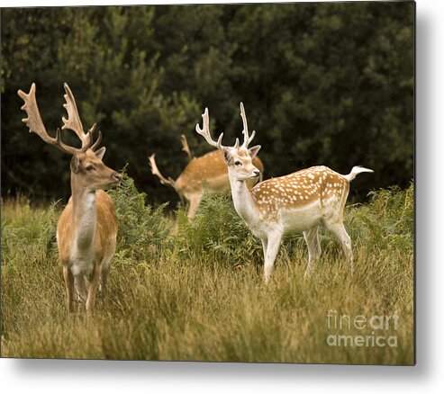 Fallow Deer Metal Print featuring the photograph Fallow Deer #7 by Ang El