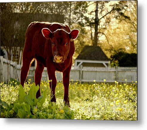 Colonial Williamsburg Metal Print featuring the photograph A Calf in April by Rachel Morrison