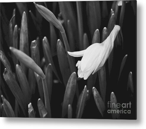 Daffodil Metal Print featuring the photograph A Daffodil Wakes by Rachel Morrison