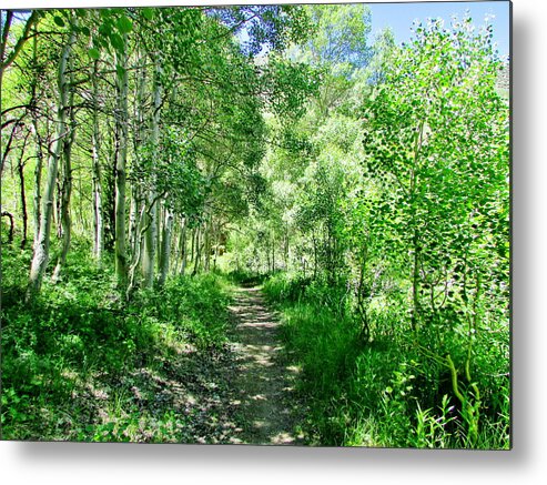 Nature Metal Print featuring the photograph A Green Dream by Marilyn Diaz