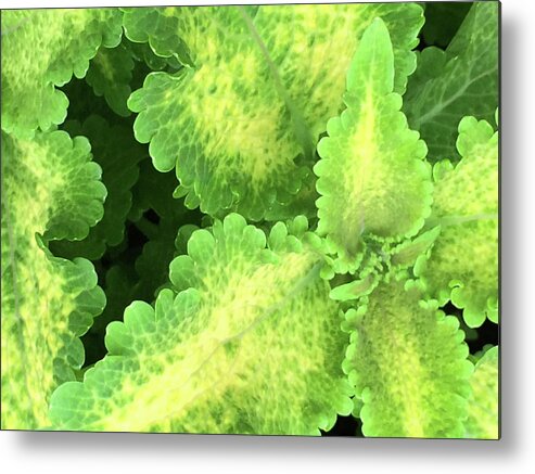 Plant Metal Print featuring the photograph A Look Inside by Jacklyn Duryea Fraizer