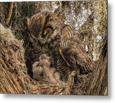 Greathornedowl Metal Print featuring the photograph A Mother's Love by Justin Battles