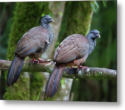 Bird Metal Print featuring the photograph A Pair by Blair Wainman