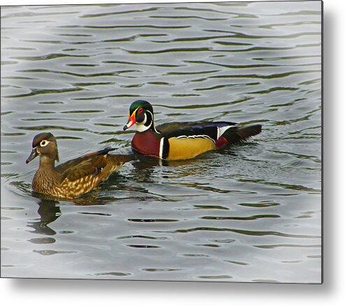 Painted Wood Ducks Metal Print featuring the photograph A Pair of Painted Wood Ducks by Judy Wanamaker
