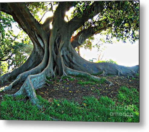 Tree Metal Print featuring the photograph A Poem As Lovely As A Tree by Leanne Seymour