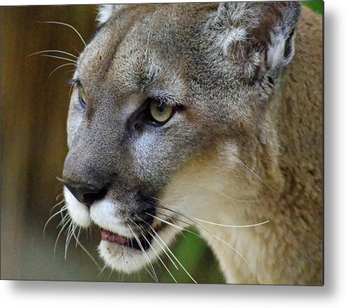 A Puma By Any Other Name Metal Print featuring the photograph A Puma By Any Other Name -- Mountain Lion at Living Desert Zoo and Gardens, Palm Desert, California by Darin Volpe