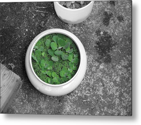 Green Grey Gray Bowl Plants Water Lettuc Concrete Ceramic Bowl Dreary Color Metal Print featuring the photograph A Spalsh of Green in a World of Grey by Michael Palmer