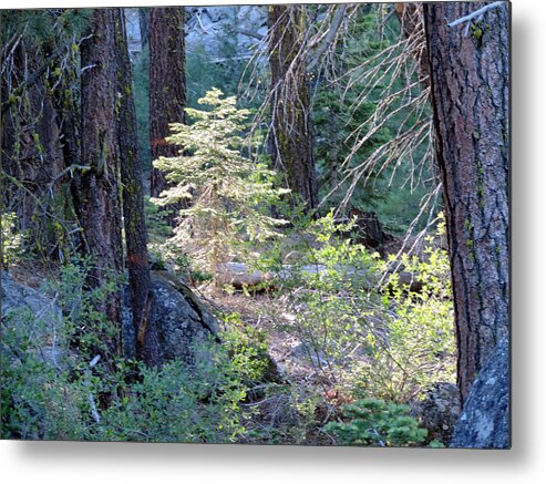 Tree Metal Print featuring the photograph A Tree In The Light by Eric Forster